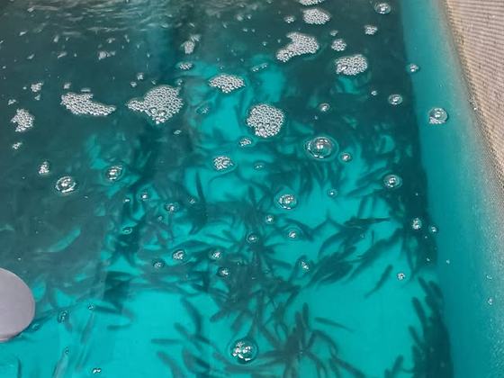 Looking down into the minnow tank: hundreds of live fathead minnows in clear green water